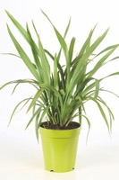 Phormium vert 60 - 80 cm ct 20 - 5 l