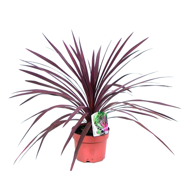 Cordyline australis red star 5l