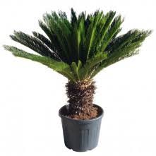 Cycas revoluta 45l  HT: 100-120cm Tronc 30-40 cm