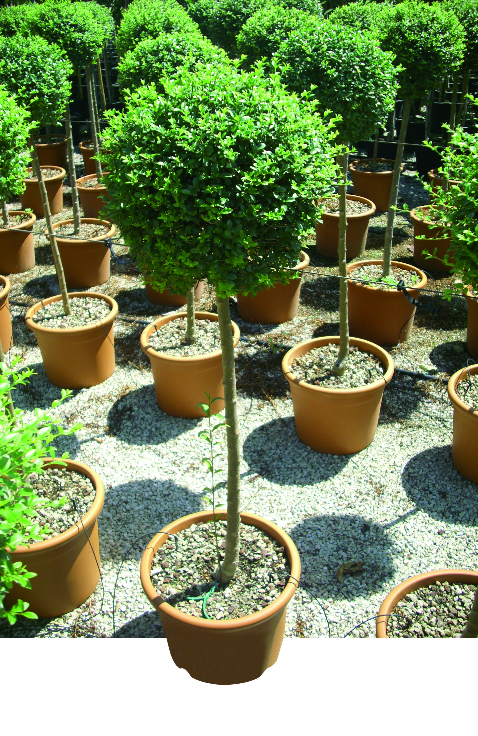 Ligustrum jonandrum demi-tige d35 clt18