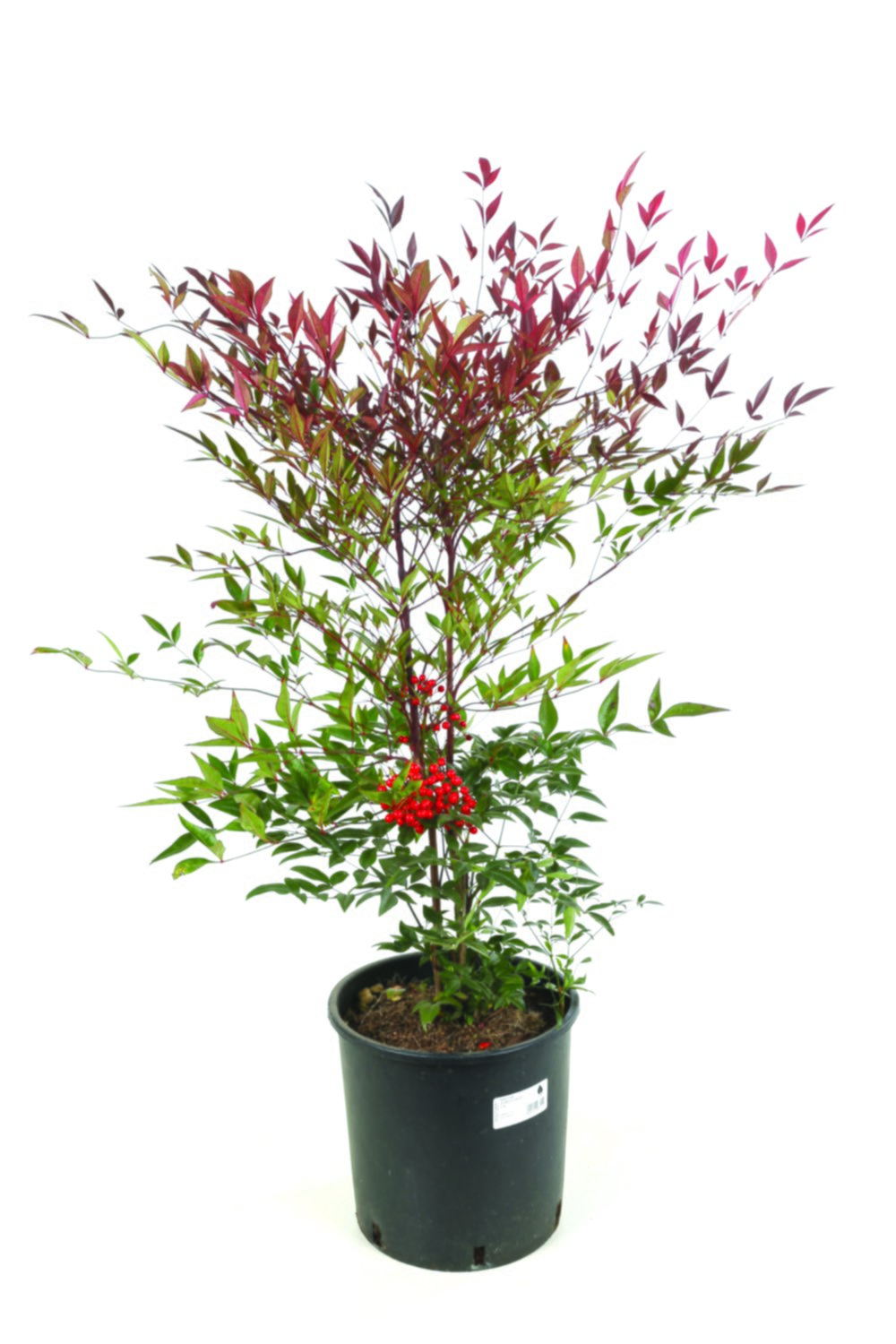 Nandina domestica