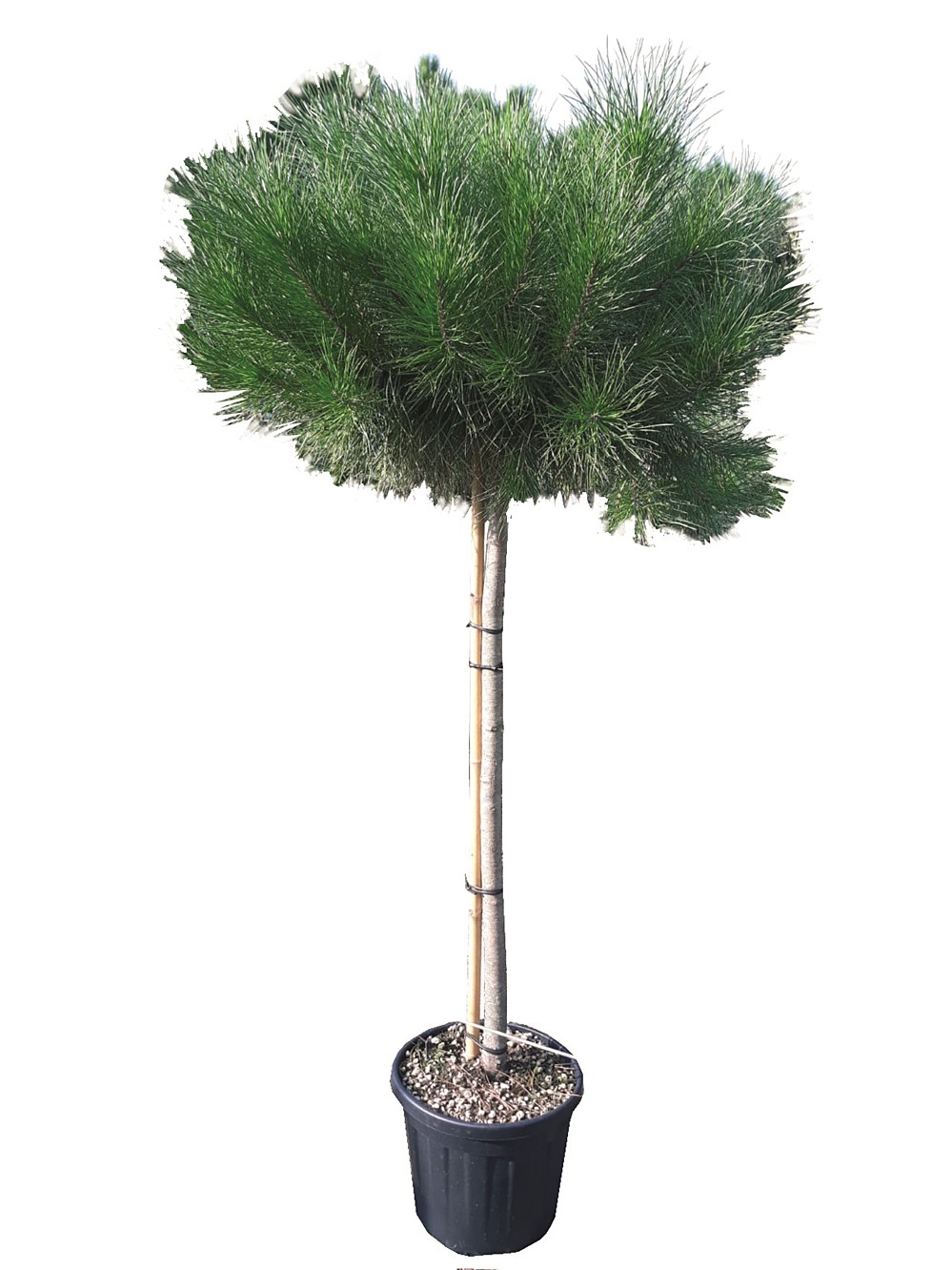 Pinus pinea 150/175 c25l