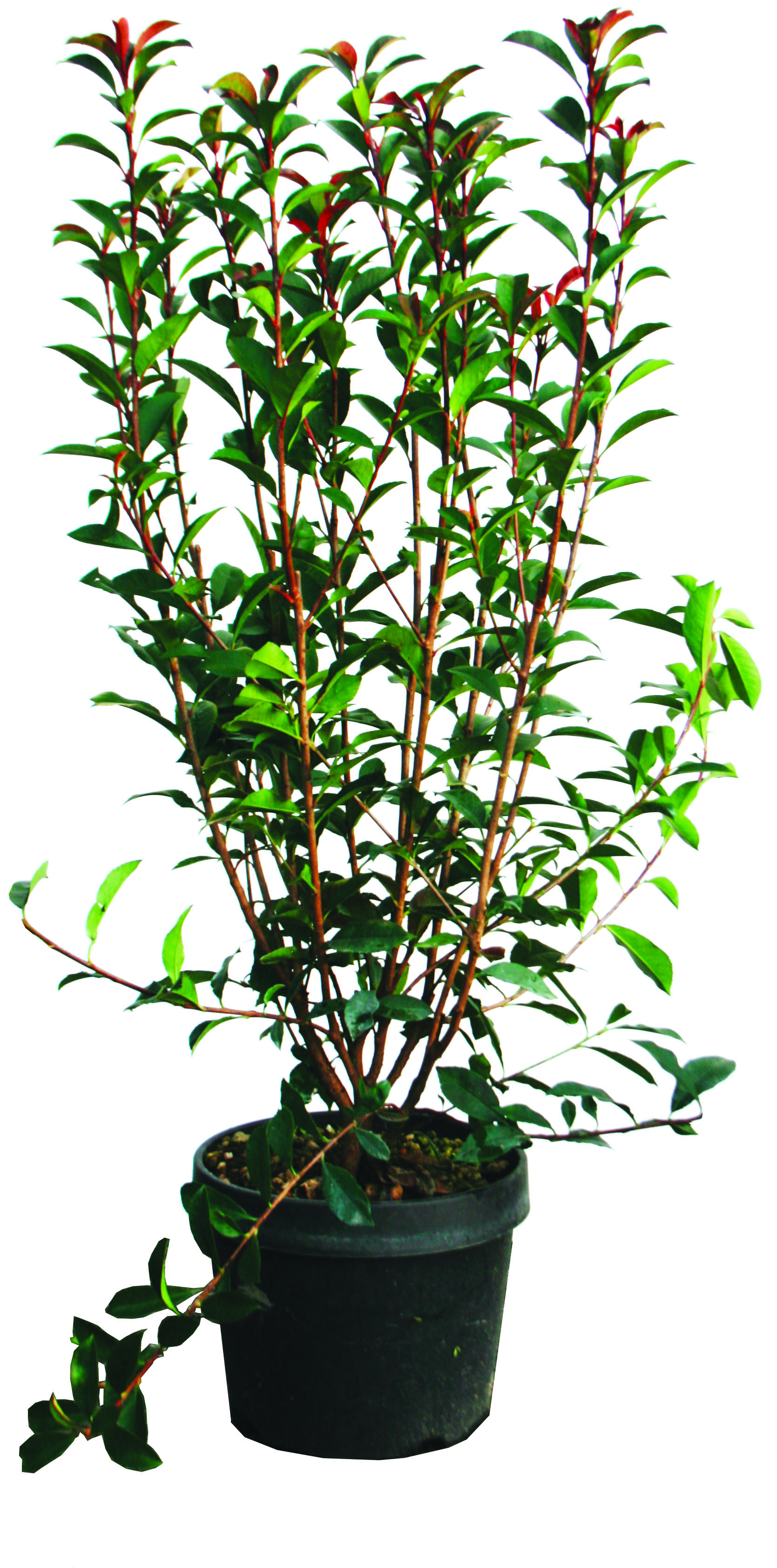 Photinia carré rouge 60/80 cm