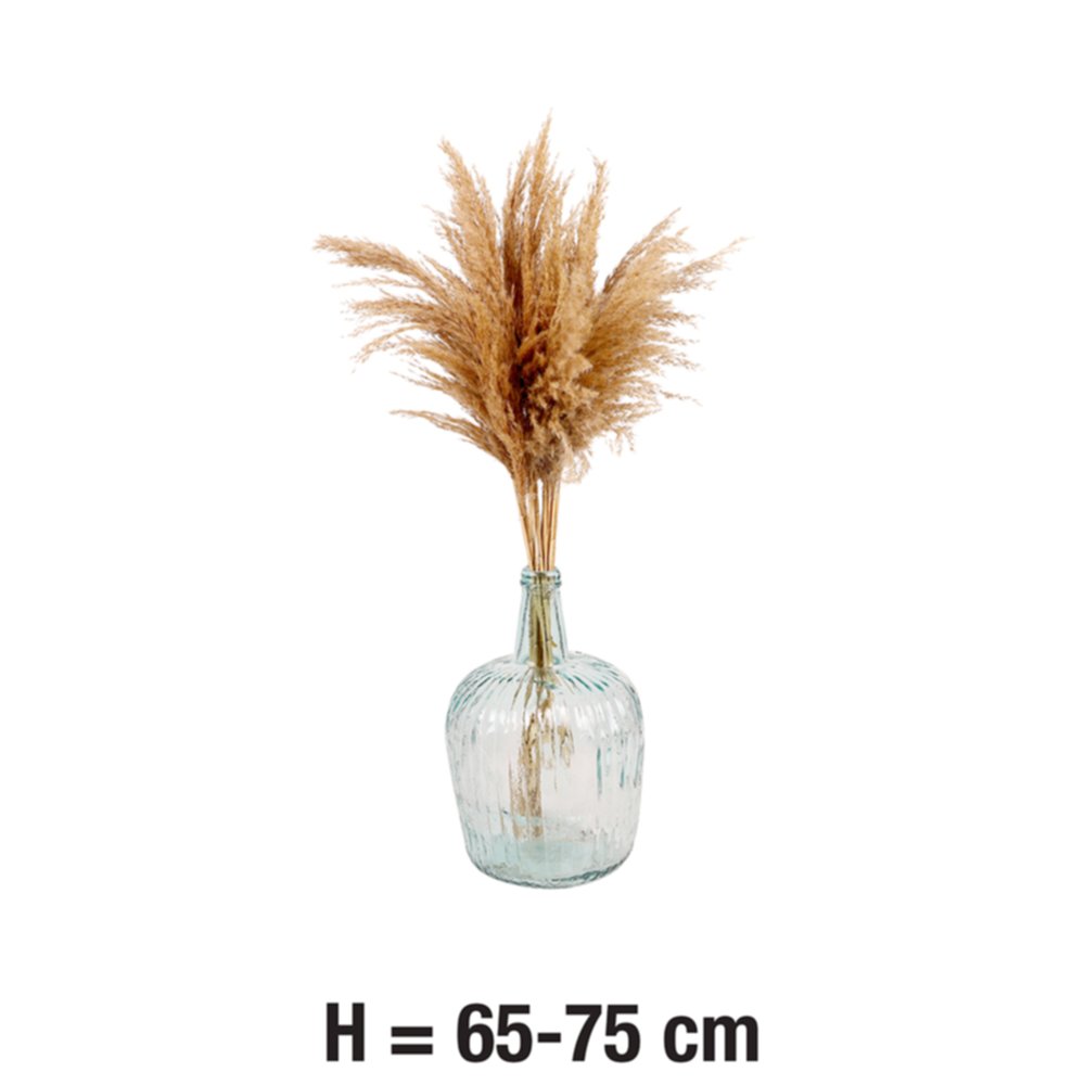 10 Pampa Naturel H.65-75cm