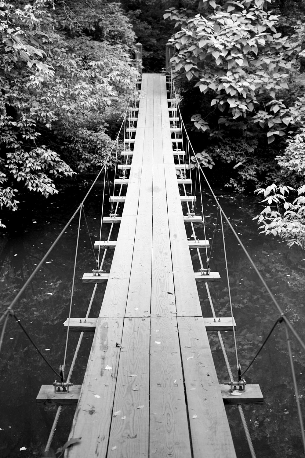 Matencadre Photo 65x97cm Pont Jungle N&B