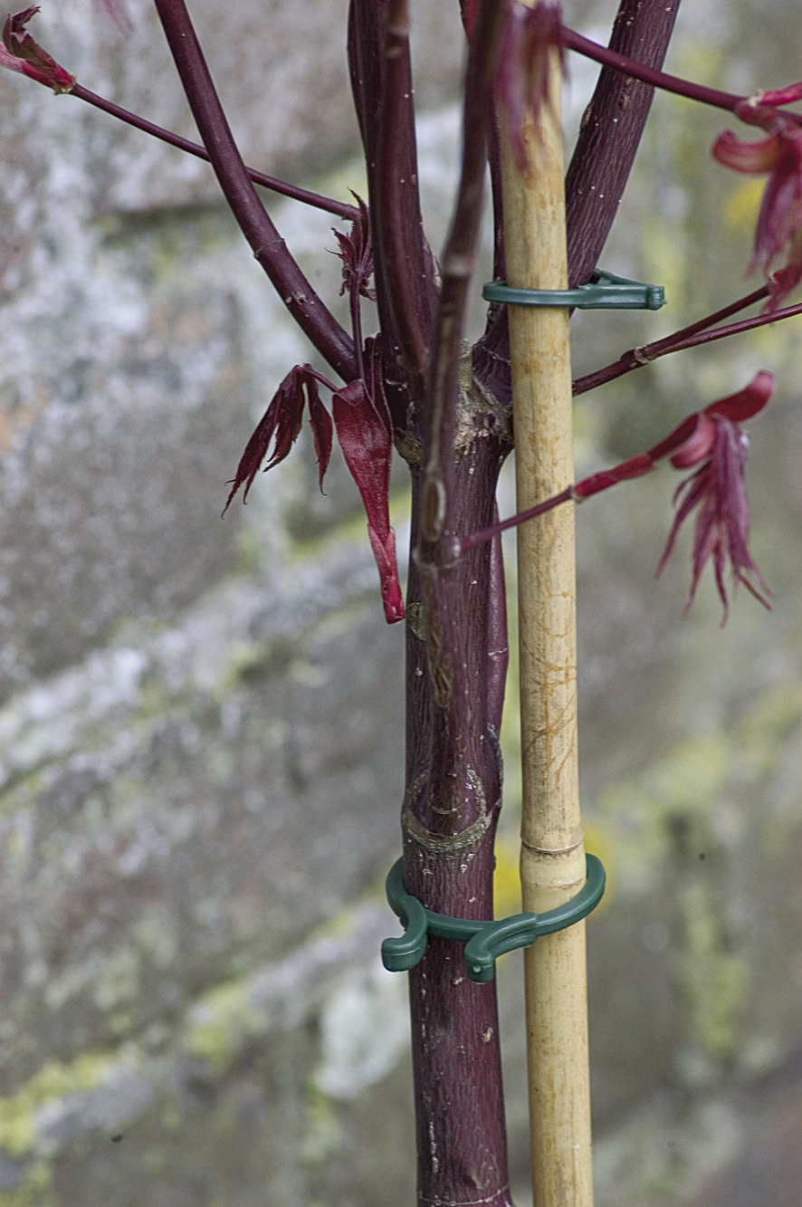 Assortiment d'anneaux pour plantes