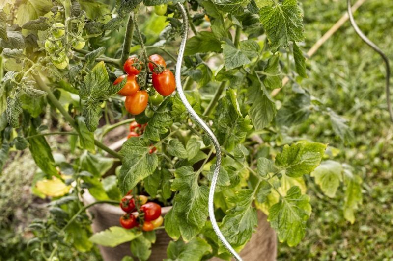 Tuteur tomate spirale cranté  180cm