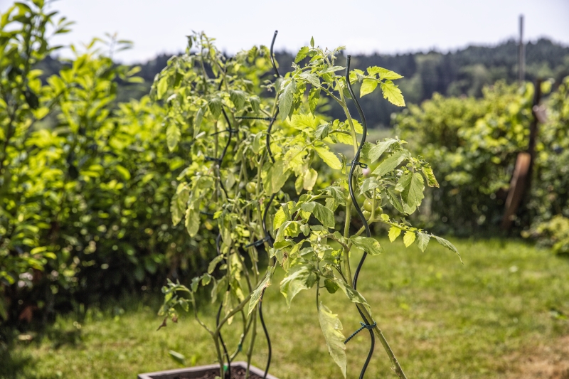 Tuteur spirales tomates 180cm vert