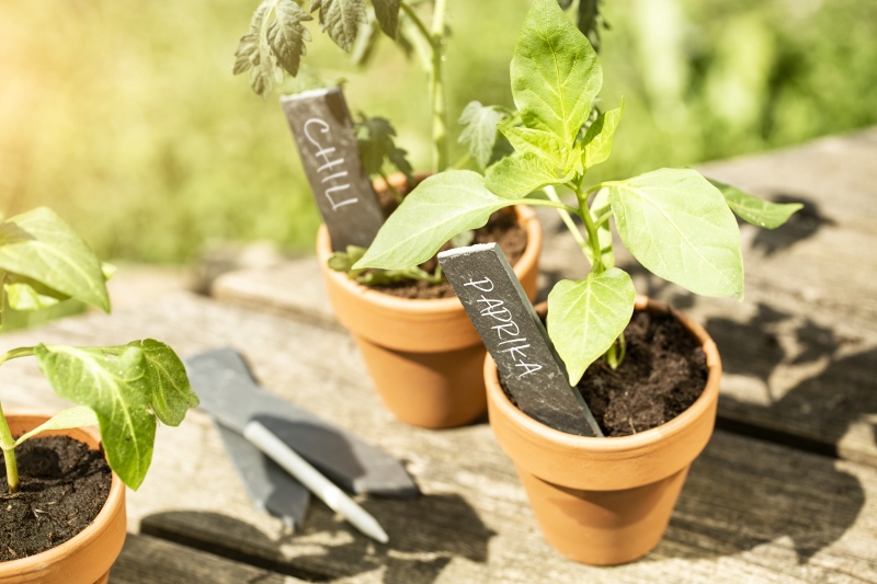 Etiquettes à planter ardoise avec craie par 8