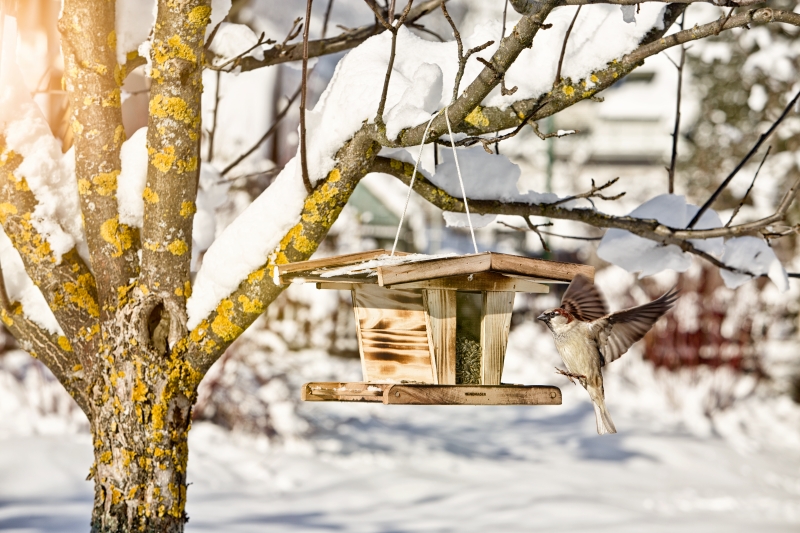 Mangeoire pour oiseaux chalet