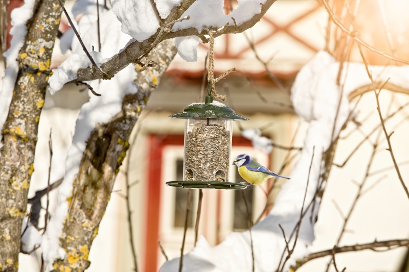 Mangeoire pour oiseaux compact