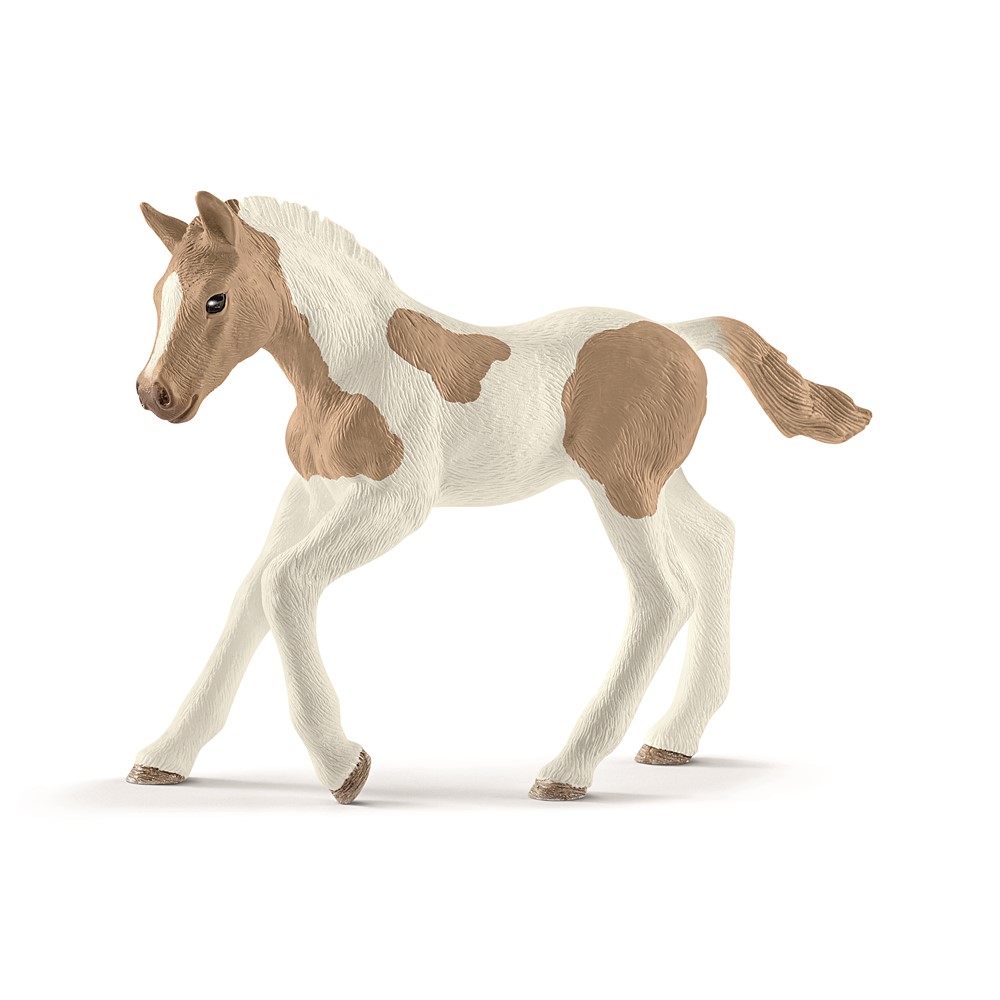 Poulain paint horse